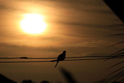 Silhouette bird perching on cable against sunset sky