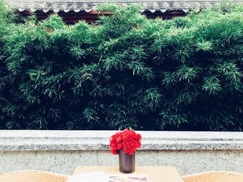 Close-up of red flower against retaining wall