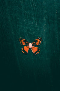 Close-up of butterfly on leaf