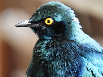 Close-up of a bird looking away