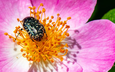 Close-up of insect on pink flower