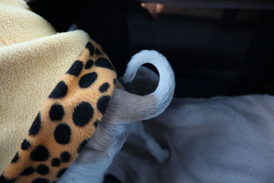 Close-up of a cat on bed