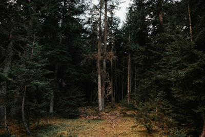 Trees in forest