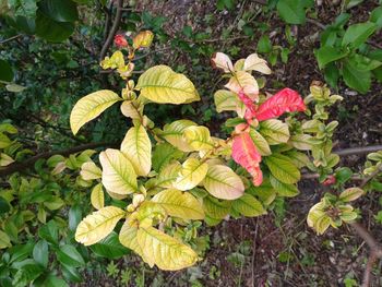 Close-up of flowers blooming outdoors