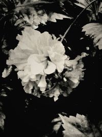 Close-up of flowers