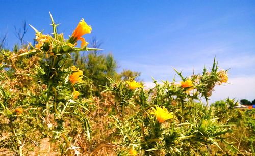Low angle view of flowers growing on field against sky