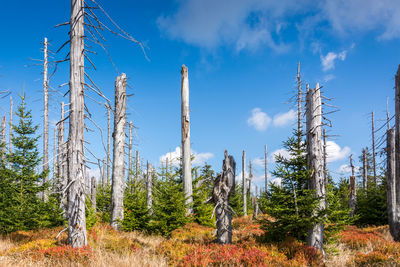 Trees in forest against sky