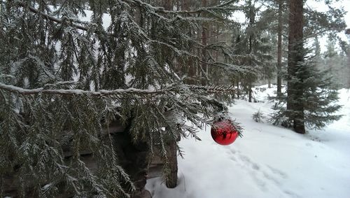 Frozen trees in forest during winter