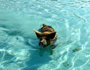 High angle view of dog swimming in pool