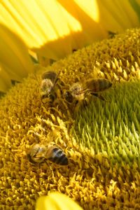 Close-up of bee on yellow flower