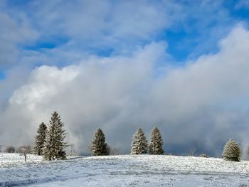 Trees on snow covered land against sky