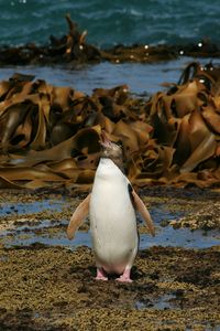 View of bird on beach