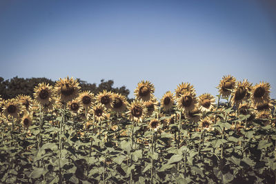 Scenic view of sunflower field against clear sky