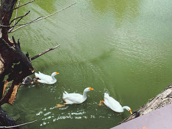 High angle view of ducks swimming in lake