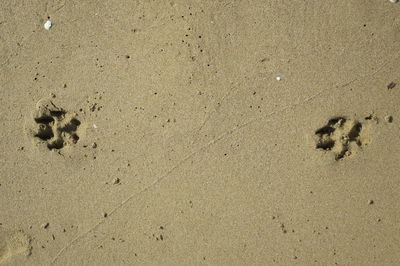 High angle view of footprints on sand