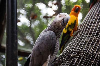 Close-up of parrot in cage