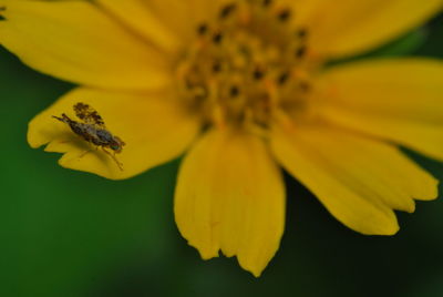 Close-up of yellow flower