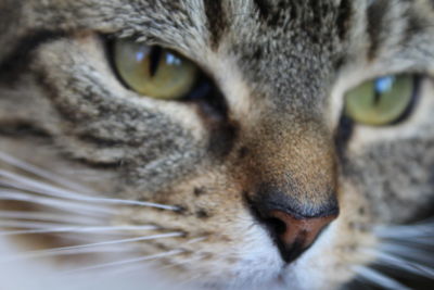 Close-up portrait of cat