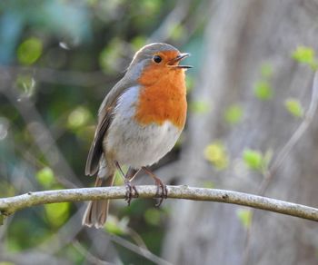 Close-up of a robin perching on branch