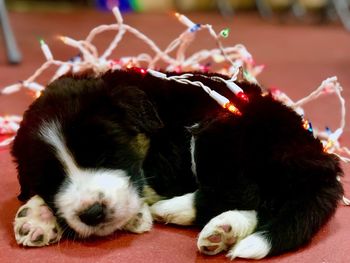 Close-up of dog sleeping