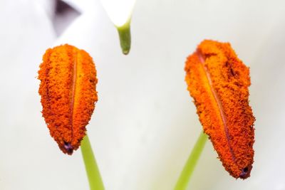 Close-up of orange leaves on plant