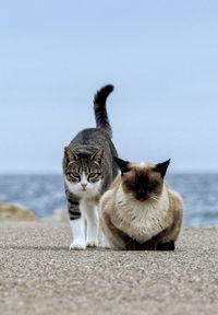 Cat sitting on a sea