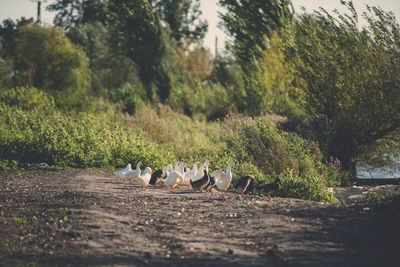 View of birds on field