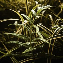 Close-up of fresh green plant