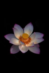 Close-up of flower over black background