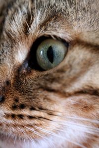 Close-up of a cat