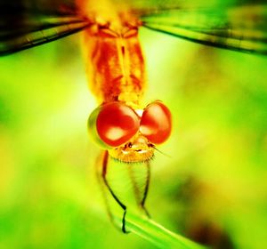 Macro shot of insect on plant