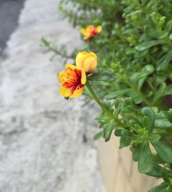 Close-up of yellow flower