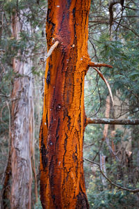 Close-up of tree trunk in forest