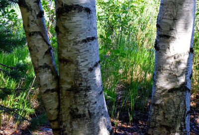 Close-up of bamboo tree trunk