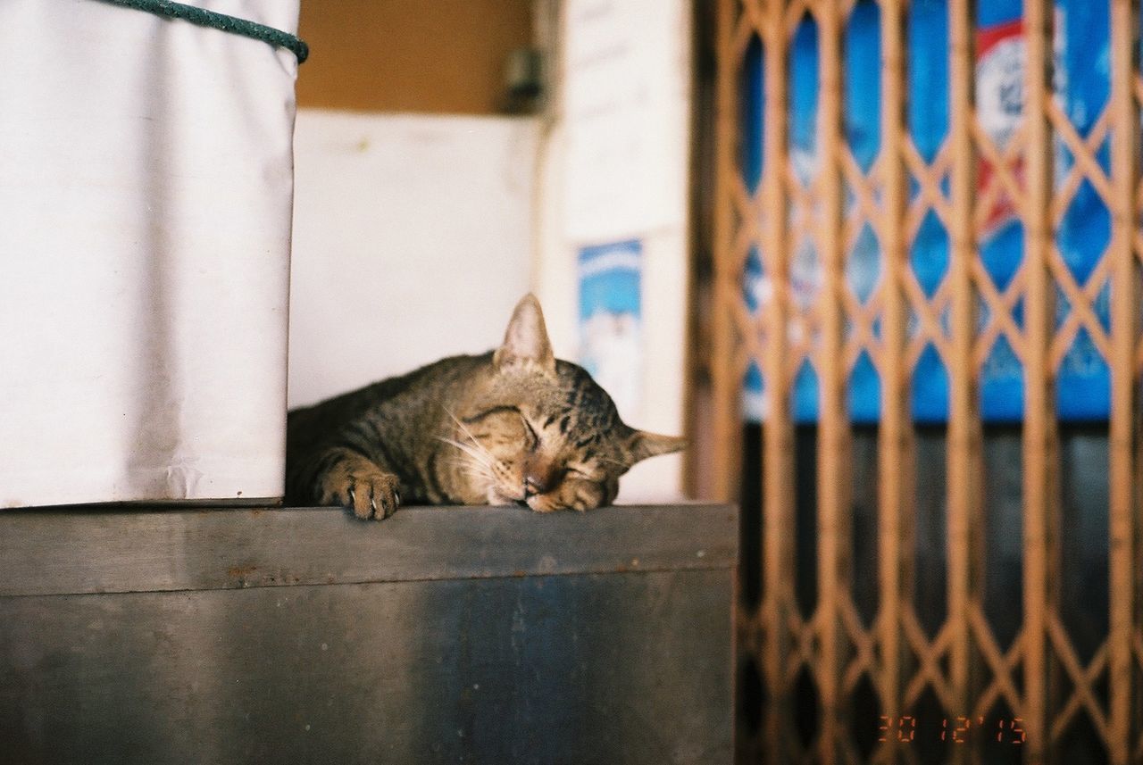 CLOSE-UP OF CAT LOOKING AWAY