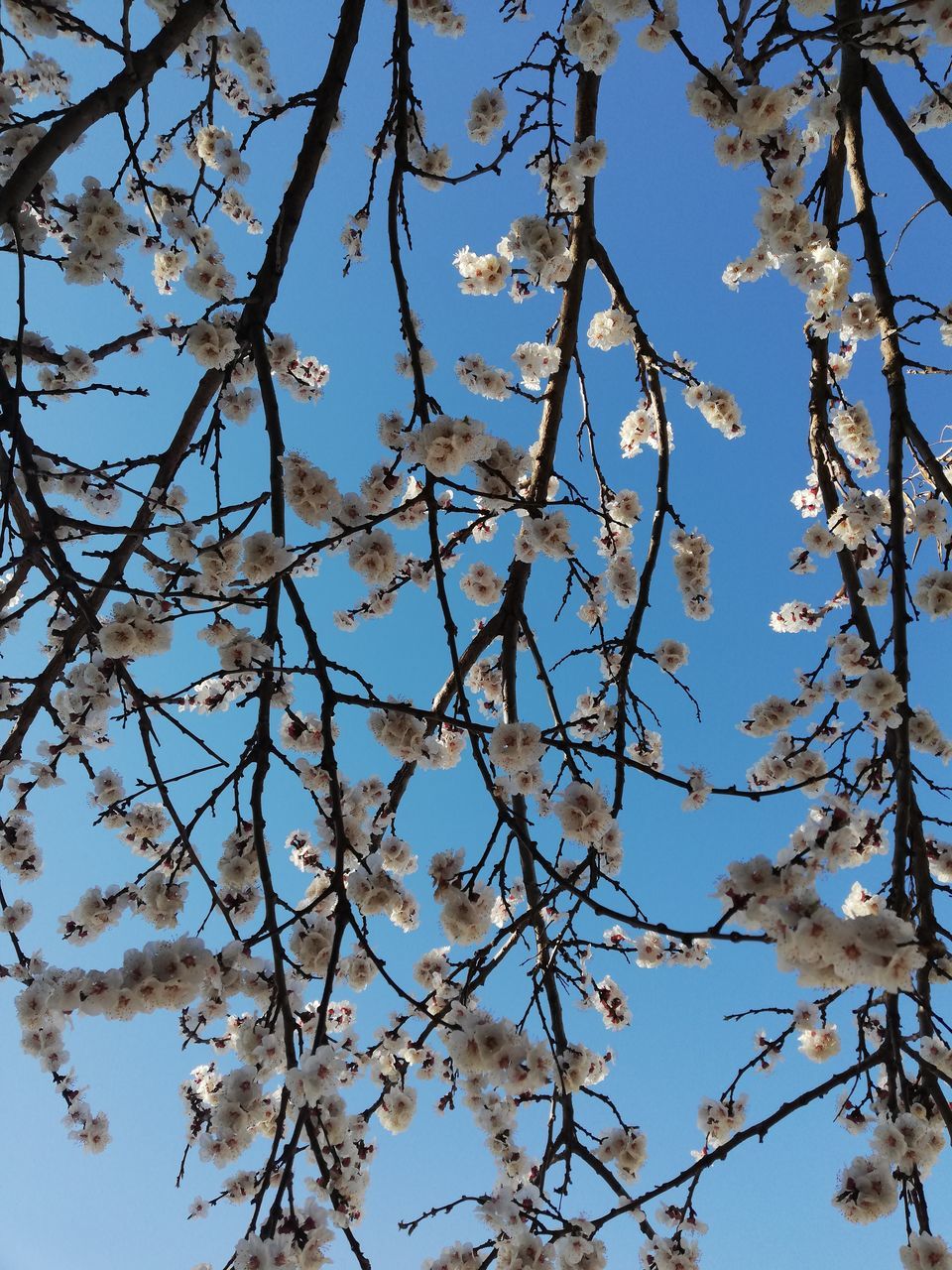 LOW ANGLE VIEW OF CHERRY BLOSSOMS AGAINST CLEAR SKY