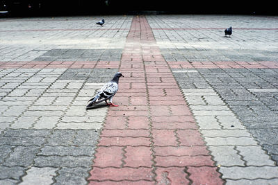 Pigeon perching on footpath