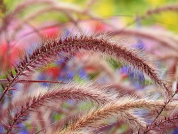 Close-up of grass growing on field