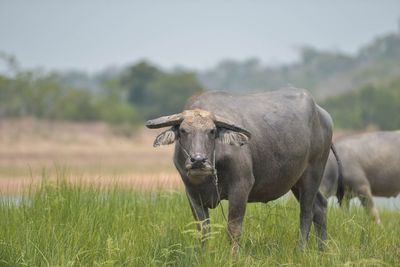 Buffaloes standing on grassy lakeshore