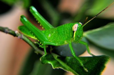 Close-up of insect on plant