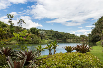 Scenic view of palm trees by lake against sky