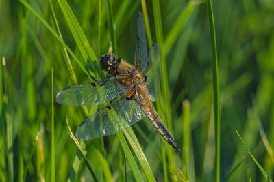 Close-up of insect on grass