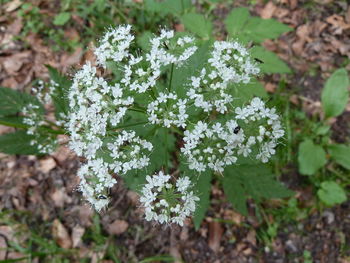 Close-up of flowers blooming outdoors