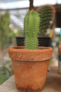 Close-up of succulent plant on table