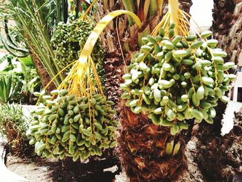 Close-up of fruit growing on tree