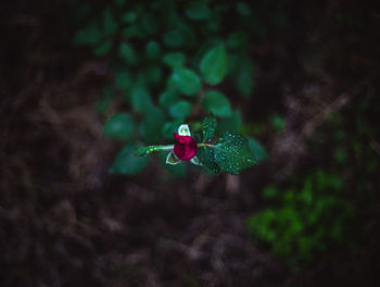 High angle view of plant