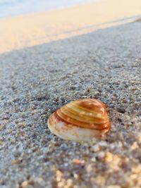 Close-up of shell on beach
