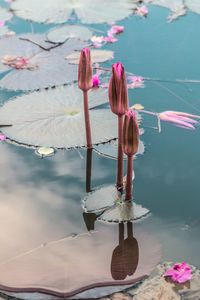 Pink water lily in lake