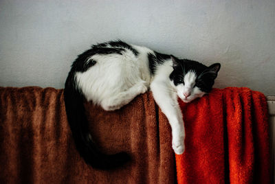 Portrait of cat relaxing against wall