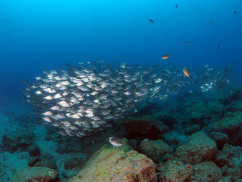 Fish swimming in sea